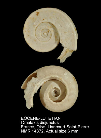 EOCENE-LUTETIAN Omalaxis disjunctus.jpg - EOCENE-LUTETIAN Omalaxis disjunctus (Lamarck,1804)
